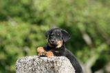 BEAUCERON - PUPPIES 362